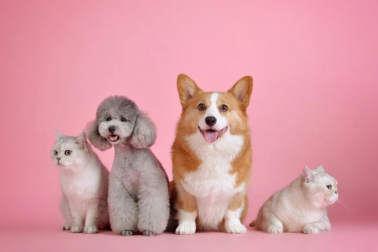 Four pets, two cats and two dogs with a pink background.